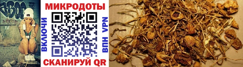 наркошоп  Цоци-Юрт  Псилоцибиновые грибы Psilocybine cubensis 